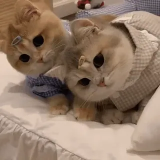🐱 koty, kocięta, zwierzęta domowe, zwierzęta, słodkie, urocze telegram sticker