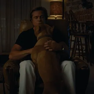 🐶 homme, chien, brad pitt, once upon a time in hollywood, acteur, portrait, animal de compagnie whatsapp sticker