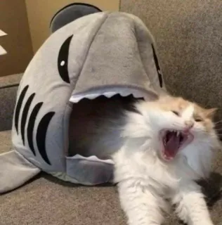 🎥 cat, shark, pet, animal, bed, funny, cute telegram sticker