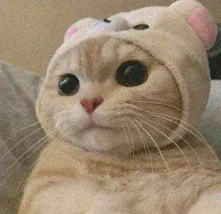 ☺️ chat, mignon, animal de compagnie, animal, chaton, chapeau ours telegram sticker