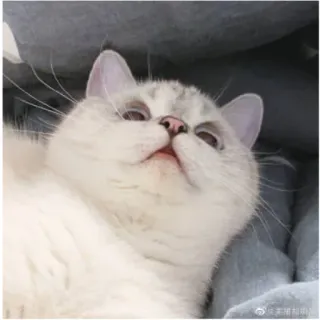 😰 gatto, animale domestico, animale, carino, animale domestico, felino, mammifero, rilassato telegram sticker