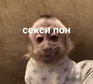 😏 секси пон monkey, animal, funny, meme telegram sticker