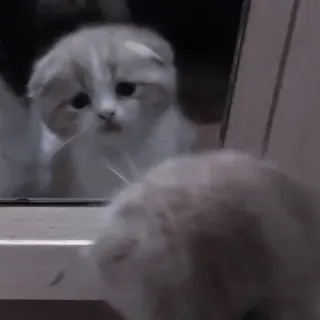 💗 кошка, котёнок, зеркало, отражение, милый, питомец, животное telegram sticker