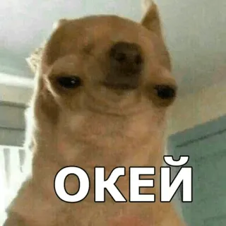 ✳️ ОКЕЙ dog, chihuahua, ok, meme, russian, okay whatsapp sticker