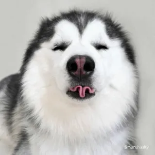 🐾 Hund, Husky, Tier, Haustier, süß, Zunge, lustig whatsapp sticker