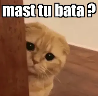 👀 mast tu bata ? gato, meme, mirar, divertido, indio, gato triste telegram sticker