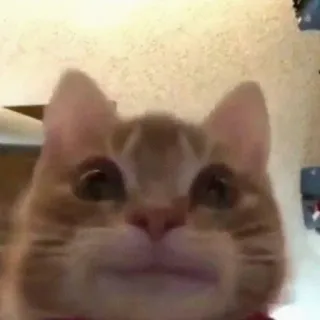 😐 gatto, animale, animale domestico, carino, animale domestico, gattino telegram sticker