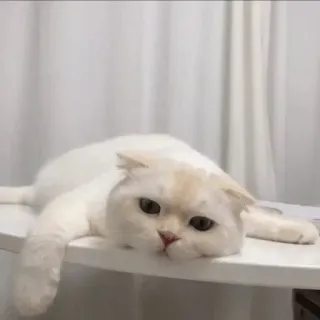 😪 cat, white cat, animal, pet, cute, domestic cat, lazy telegram sticker