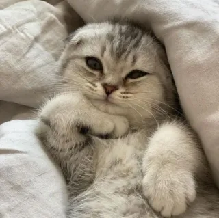 🪐 cat, kitten, pet, animal, cute, domestic cat, feline telegram sticker