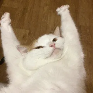 🐈‍⬛️ cat, animal, cute, white cat, funny, pet telegram sticker