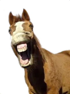 😄 животное, лошадь, лошадиный, млекопитающее, смешной, зубы telegram sticker