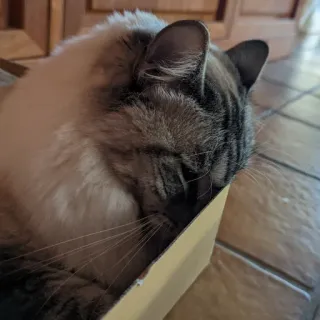 🗿 cat, box, animal, pet, sleeping, cute telegram sticker