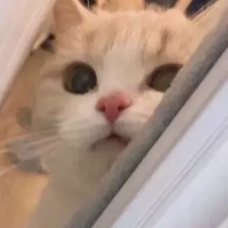 💓 gatto, animale, animale domestico, carino, gatto domestico telegram sticker