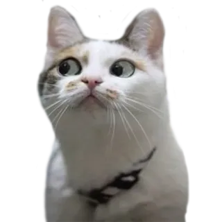 👀 cat, animal, pet, cute, domestic telegram sticker