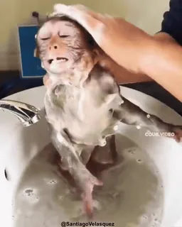 😤 scimmia, bagno, animale, sapone, lavaggio telegram sticker