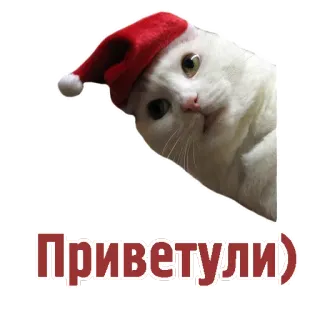 👋 Приветули) gatto, cappello da Babbo Natale, natale, carino, meme, ciao, russo telegram sticker