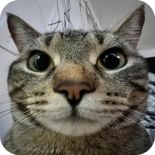 🤓 gatto, animale, animale domestico, mammifero, felino, gatto domestico, gatto tigrato telegram sticker