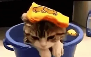 😒 Katze, Kätzchen, Tier, Eimer, Bad, Haustier, süß whatsapp sticker