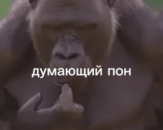 🌟 думающий пон gorilla, scimmia, pensieroso, meme telegram sticker