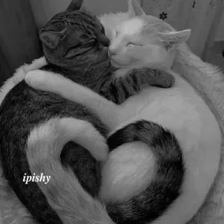 🕸 ipishy 猫, 动物, 爱, 可爱, 宠物, 拥抱, 有爱 telegram sticker