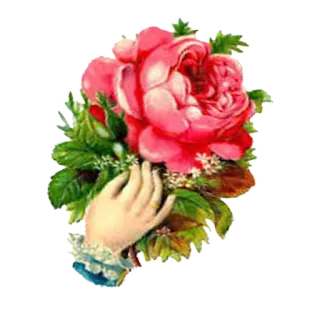 🌹 flor, mão, rosa, buquê, floral, vintage, antigo telegram sticker