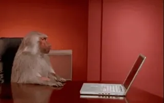 😡 scimmia, babbuino, computer, ufficio, animale whatsapp sticker