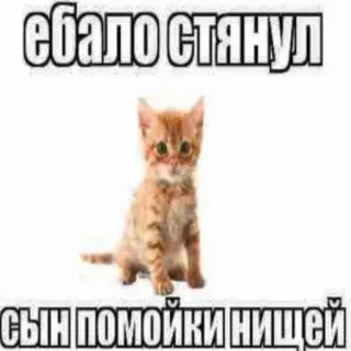 😸 ебало стянул
сын помойки нищей cat, kitten, meme, russian, offensive whatsapp sticker