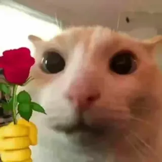 💐 gato, rosa, flor, animal, mascota, amor, romántico whatsapp sticker