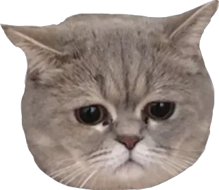 😔 고양이, 슬픈, 동물, 귀여운, 애완 동물 telegram sticker