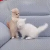 🐱