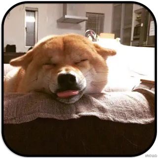 😝 dog, shiba inu, sleeping, cute, tongue telegram sticker