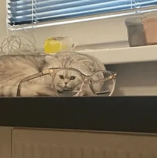 🧈 chat, lunettes, animal de compagnie, animal, chat domestique telegram sticker