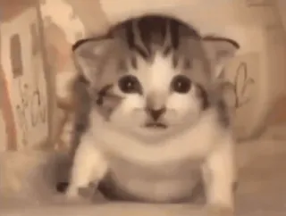 🤯 gato, gatinho, fofo, animal, animal de estimação, mamífero whatsapp sticker