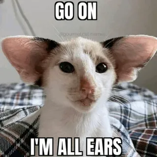 🧈 GO ON
I'M ALL EARS chat, mème, oreilles, vas-y, je suis tout ouïe, animal telegram sticker