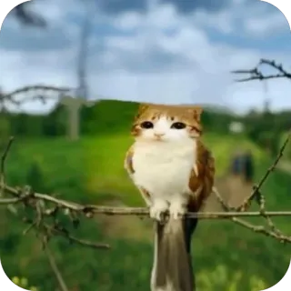 🫥 chat, oiseau, hybride, animal, drôle, mignon, nature telegram sticker