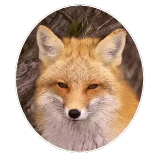 🦊 Fuchs, Tier, Wildtier, Natur telegram sticker