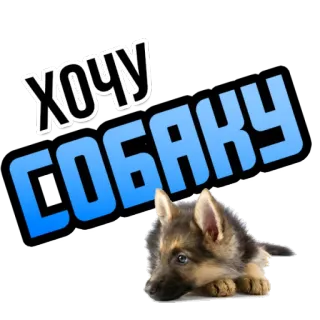 🐶 ХОЧУ СОБАКУ Hund, Welpe, wollen, Wunsch, Haustier, Tier, süß whatsapp sticker