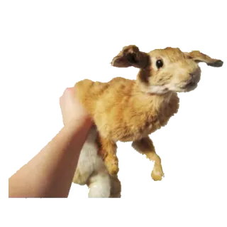 taxiderm telegram stickers