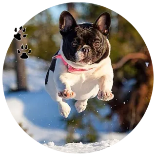 🐶 собака, французский бульдог, животное, снег, зима, домашнее животное, милый, прыжок telegram sticker