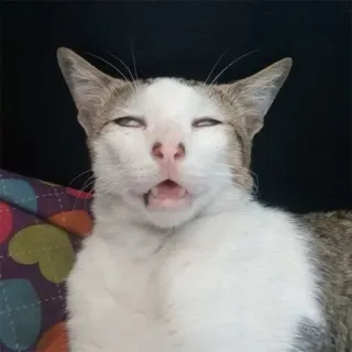 😒 gato, animal, doméstico, mamífero, felino, felino telegram sticker