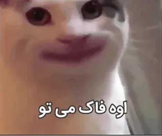 😐 اوه فاک می تو cat, meme, offensive telegram sticker