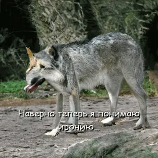 😕 Наверно теперь я понимаю иронию... หมาป่า, ประชดประชัน, สัตว์, มีม, ตลก telegram sticker