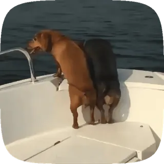 🐶 cane, barca, animali, cani, natura telegram sticker