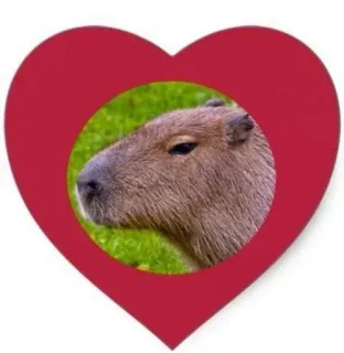 ❤️ kapibara, serce, zwierzę, słodki, gryzoń, miłość telegram sticker