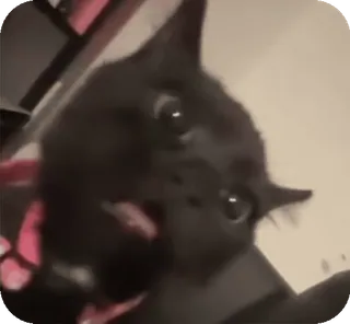 😟 Katze, schwarze Katze, Tier, Haustier, Meme whatsapp sticker