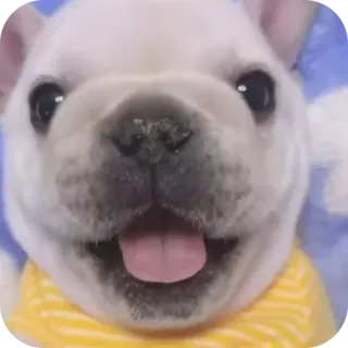 👍 telegram sticker