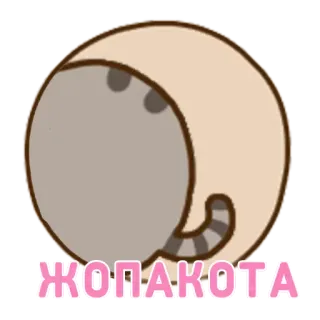 🖕 ЖОПАКОТА кот, смешные, русский, стикер whatsapp sticker