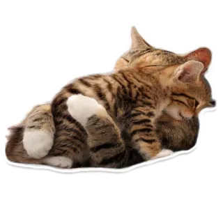 👫 고양이, 새끼고양이, 귀여운, 동물, 얼룩무늬 telegram sticker