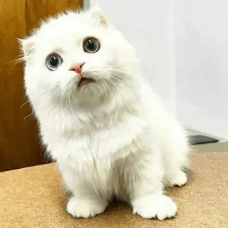😺 chat, blanc, mignon, chaton, animal, animal de compagnie telegram sticker