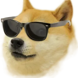 😎 Doge dog, meme, cool, shiba inu, sunglasses telegram sticker